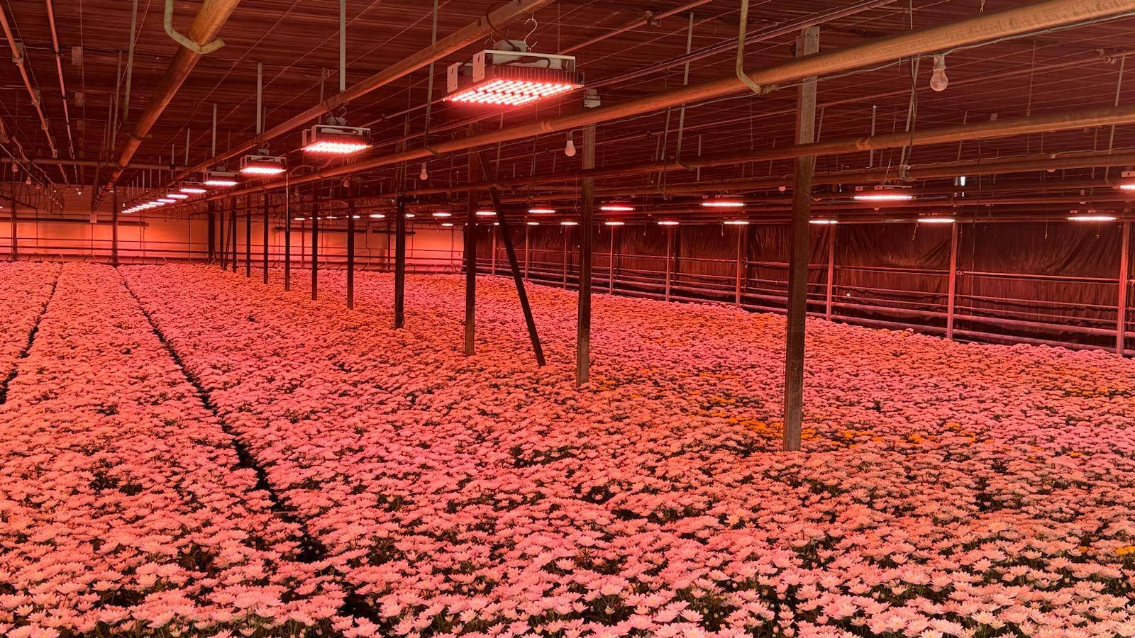 ILLUMINAZIONE INDUSTRIALE LUXLED